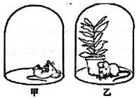 普里斯特利的实验玻璃罩内老鼠与植物科学实验植物光合作用利用什么