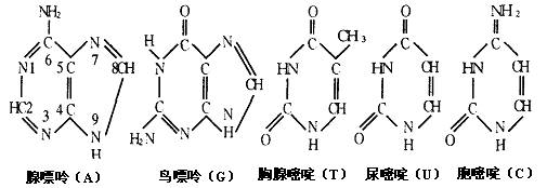 核苷酸结构简式_苯丙酸诺龙是一种兴奋剂,结构简_结构