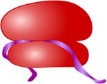 ribosome