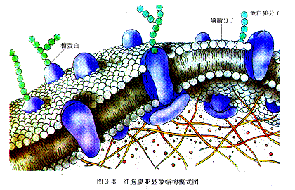 细胞膜骨架_细胞膜的基本骨架图片_细胞膜骨架蛋白不包括