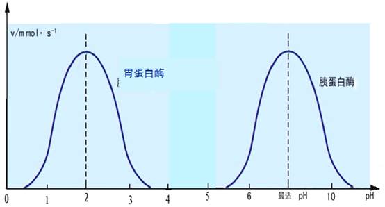 "温度对酶活性的影响"实验的改进