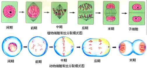 植物细胞分裂示意图 玩具屋