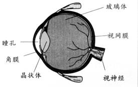 近视眼镜的构造及成像原理