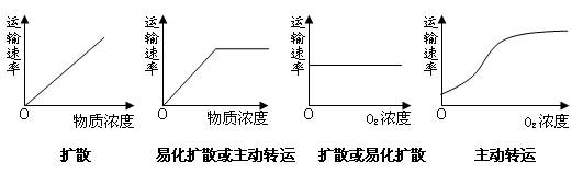 必修1:物质非跨膜运输的方式