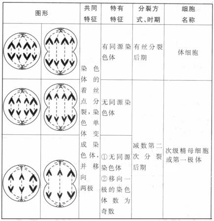 过程中它负责调节; 体存在于动物和低等植物细胞中; 洋葱有丝分裂图