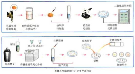 体外受精胚胎的培养环境对后代智力的影响