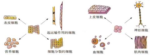 课程信息 本讲教育信息 一 教学内容 细胞的分裂 分化和植物的繁殖发育 二 学习目标 1 理解细胞的分裂及其意义 了解细胞分裂的过程 重点 2 知道细胞的分裂 生长与分化对生物个体的形成和种族延续的重要意义 并学会运用细胞的分裂