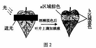 ①本实验未设专门的对照组②有无光照是a,b区域显现不同结果的唯一