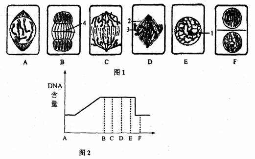 观察洋葱根尖细胞有丝分裂时