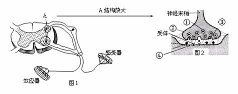 皮肤前后示意图