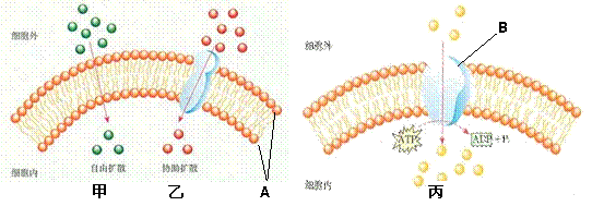 细胞膜的功能特性原因_生物膜的功能_细胞壁的伸缩性