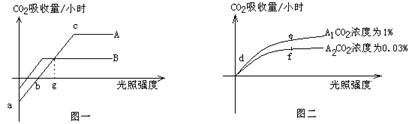 c点之间细胞呼吸强于光合作用