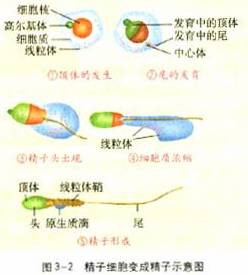 (1)精子和卵子的形成过程