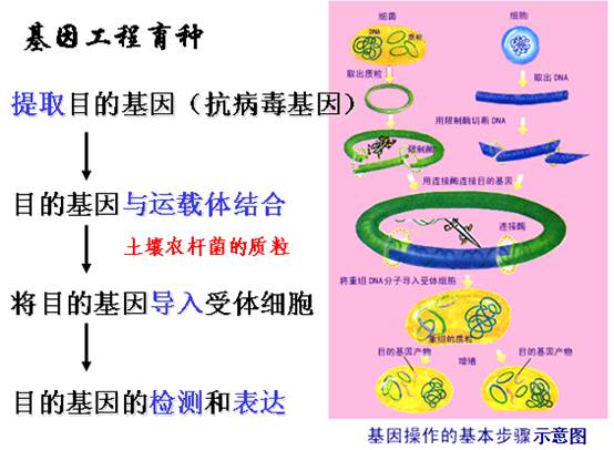基因工程的四个步骤图片
