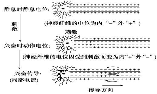 兴奋在神经纤维上的传导—电信号